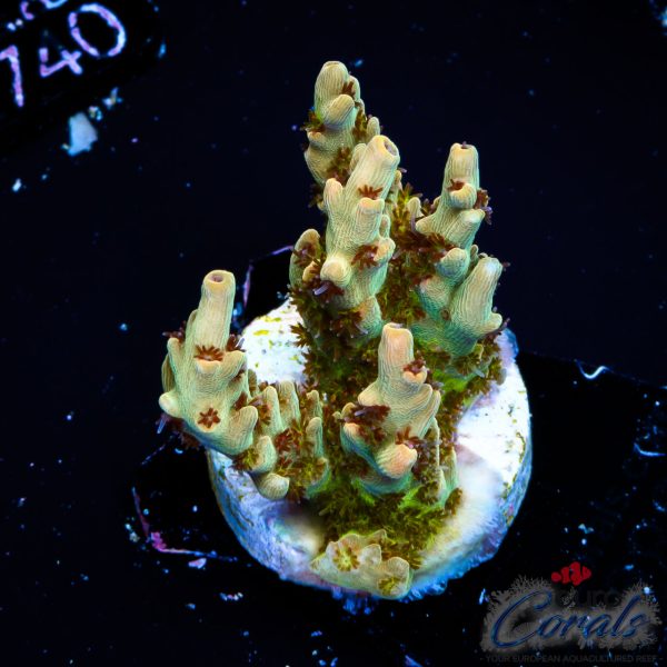 EC Akil’s Crayola Twist Acro NEW