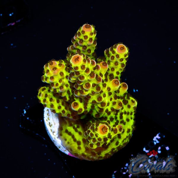 EC BloodMoon Acro