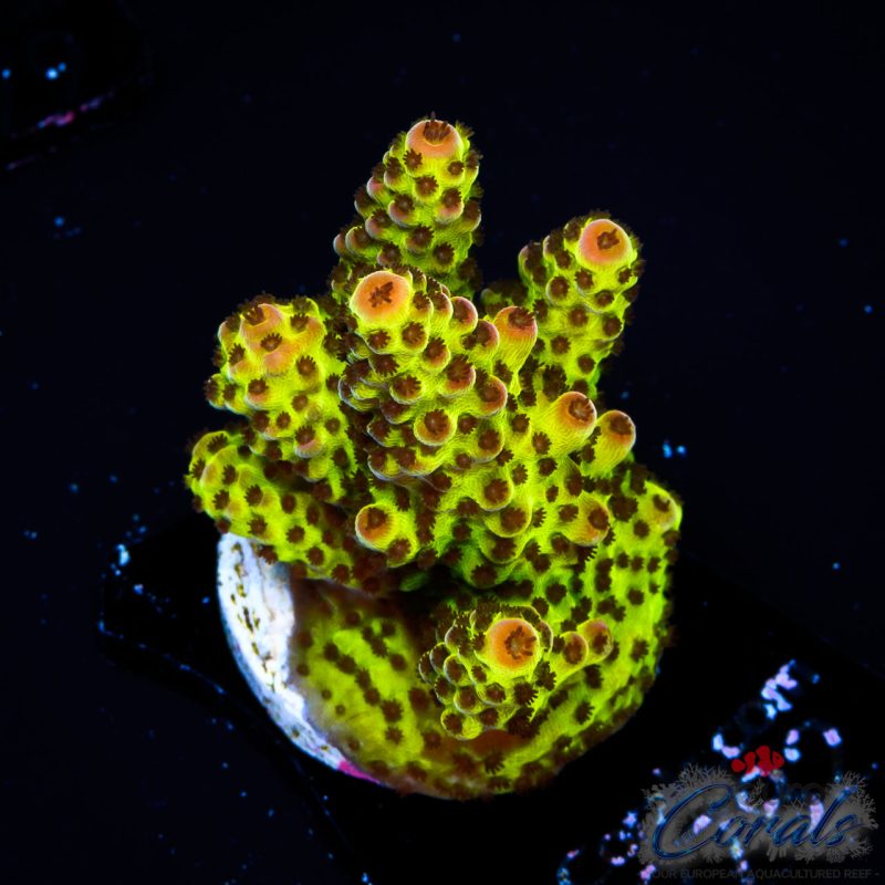 EC BloodMoon Acro