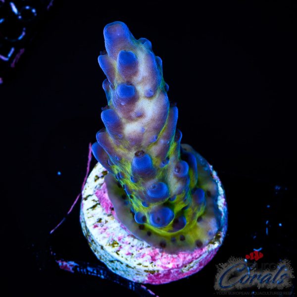 EC Blue Monster Acro