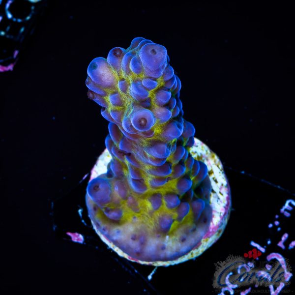 EC Blue Monster Acro