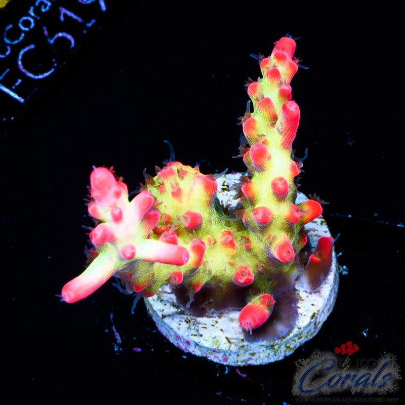 EC Akil’s Super Raspberry Acro