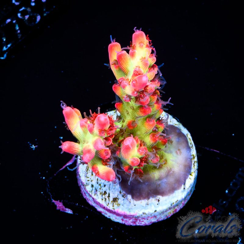 EC Akil’s Super Raspberry Acro