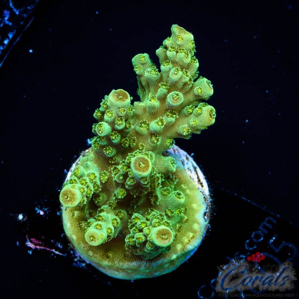 EC Red Hot Hat Digit Acro