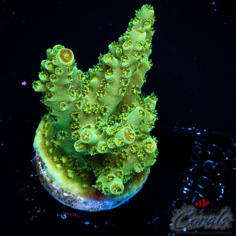 EC Red Hot Hat Digit Acro