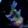 EC Nebula Super Blue Yellow Polyps Acro