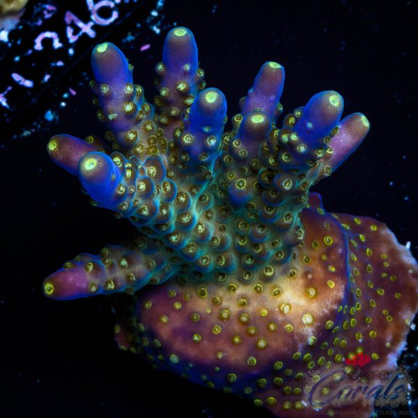 EC Nebula Super Blue Yellow Polyps Acro
