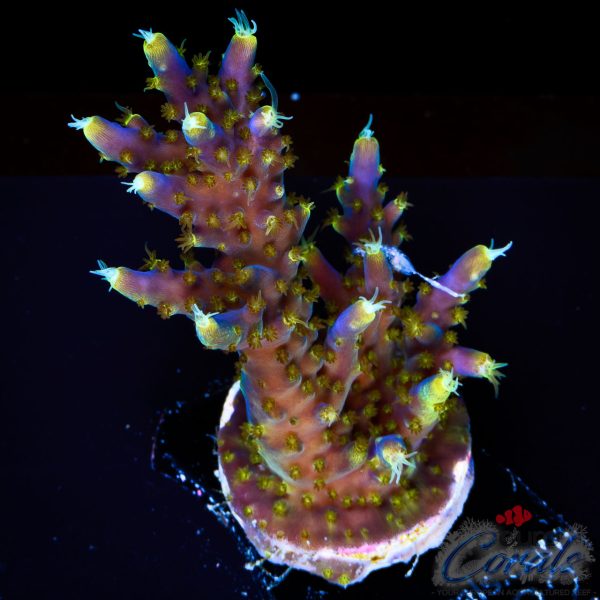 EC Blue Candle Acro