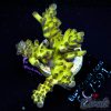 EC WildBerry Acro NEW
