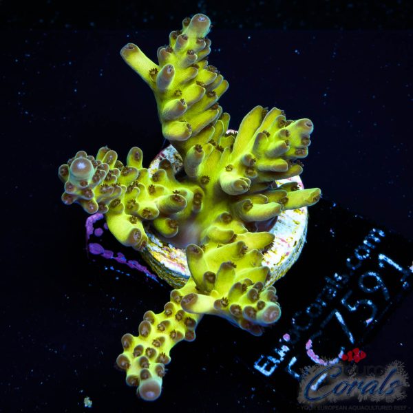 EC WildBerry Acro NEW