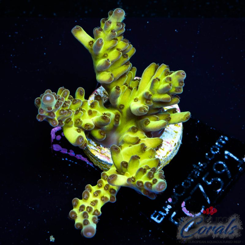 EC WildBerry Acro NEW