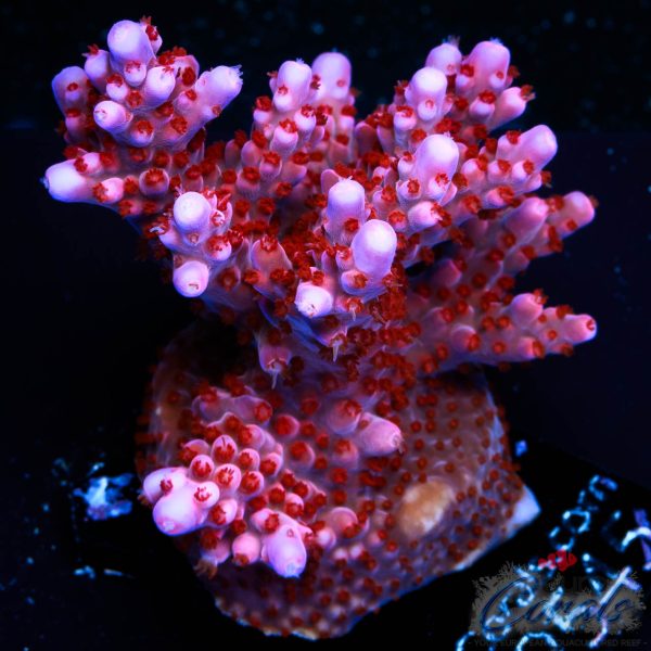 EC Purple Night Fury Acro
