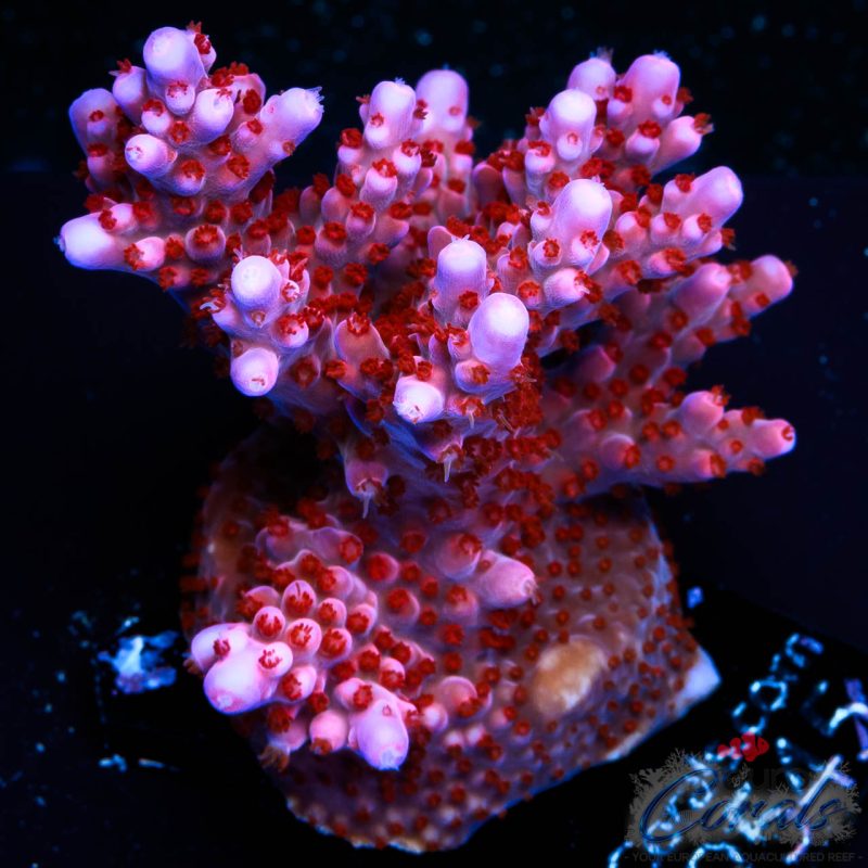 EC Purple Night Fury Acro