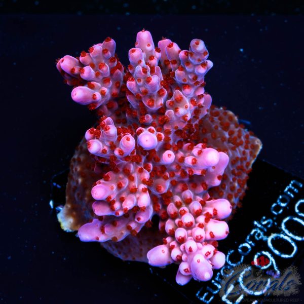 EC Purple Night Fury Acro