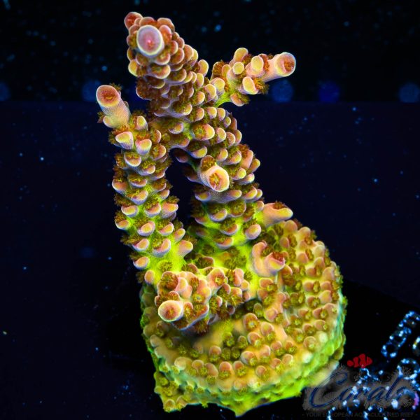 EC Rainbow Twizzler Acro