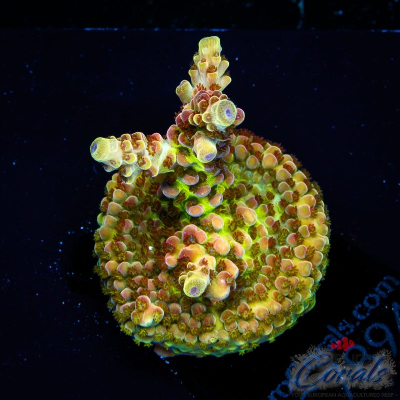 EC Rainbow Twizzler Acro