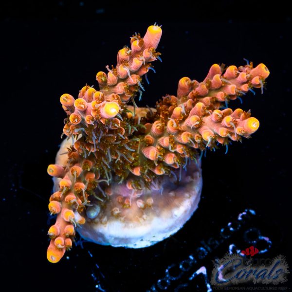 EC Mango Flamingo Acro NEW
