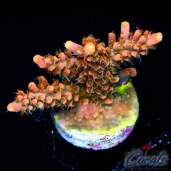EC Mango Flamingo Acro NEW