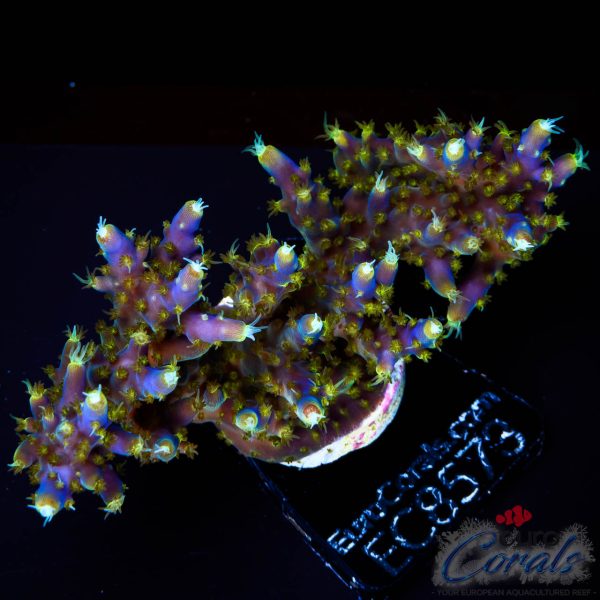 EC Blue Candle Acro