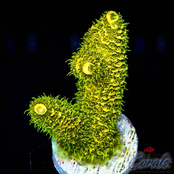 EC Rainbow Solar Flare Mille