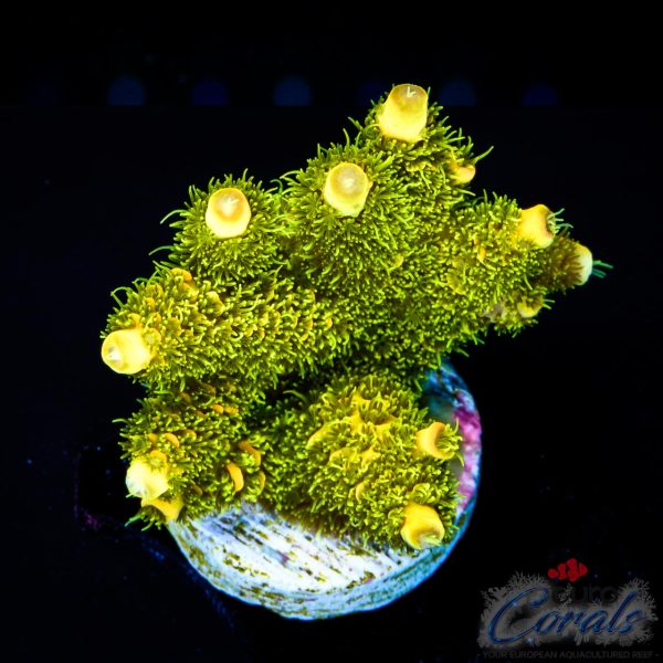 EC Rainbow Solar Flare Mille