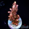 EC Love’n Soul Table Acro