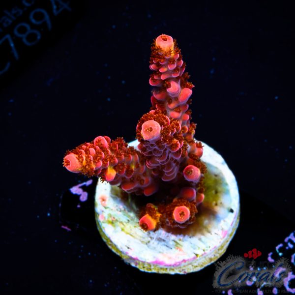 EC’s Fire Stag Acro