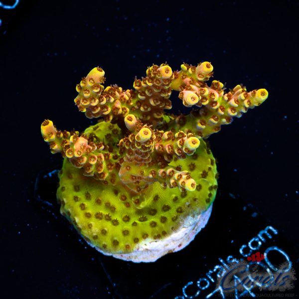 EC Golden AquaMan Acro