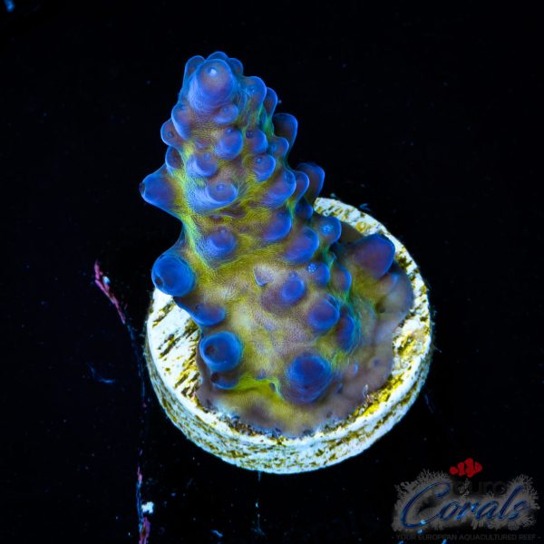 EC Blue Monster Acro