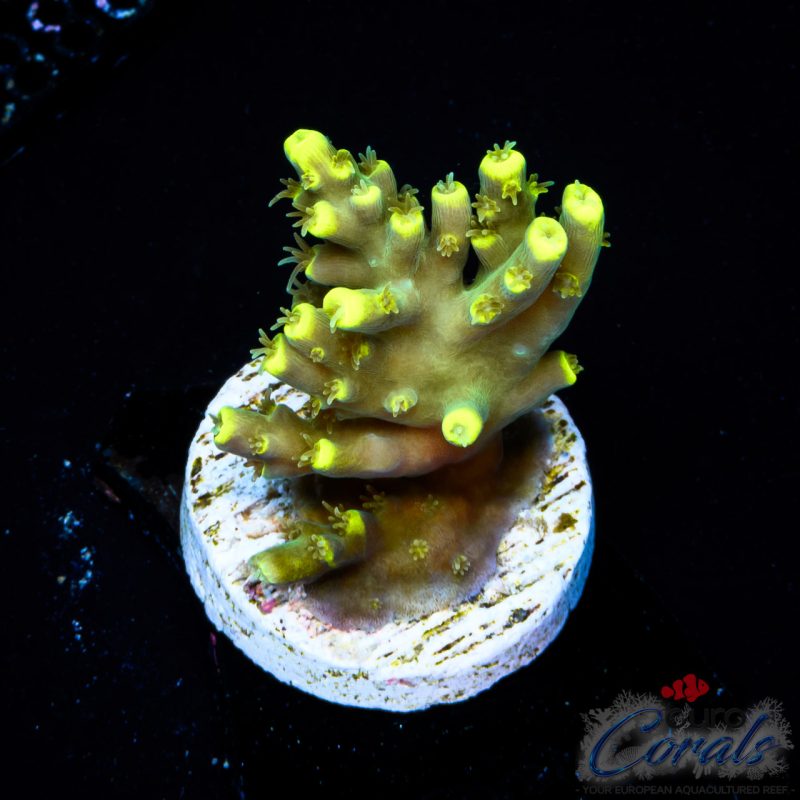 EC Blue Firefly Acro