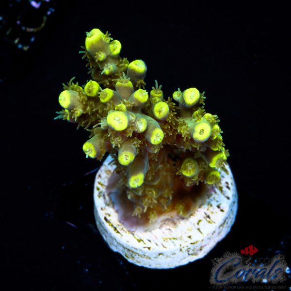 EC Blue Firefly Acro