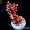 EC WOW Table Acro NEW