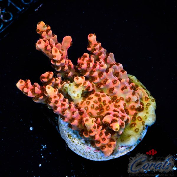 EC WOW Table Acro NEW