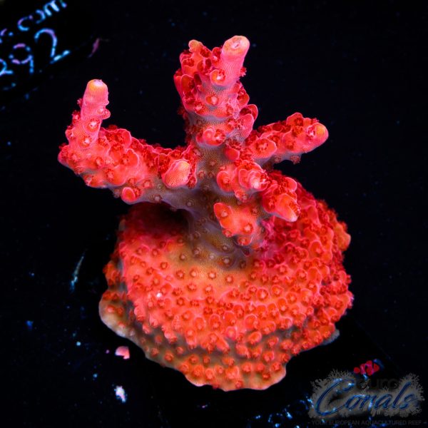 EC Red Diablo Acro
