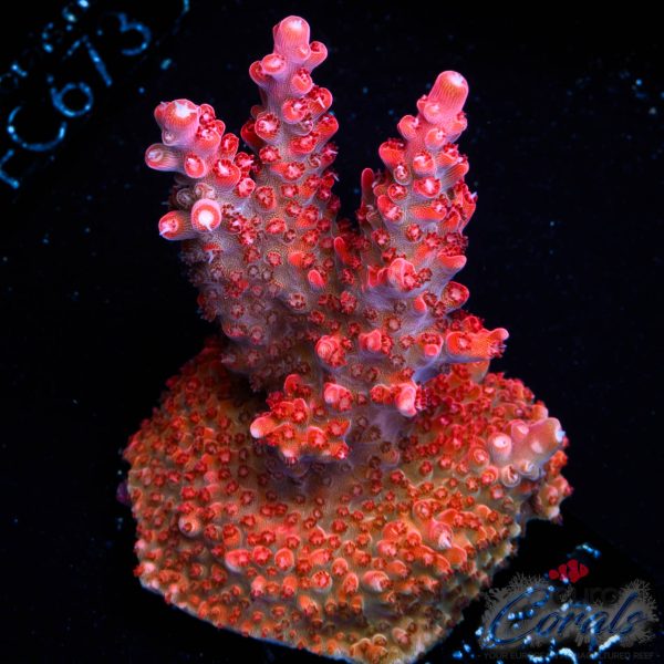 EC Red Diablo Acro