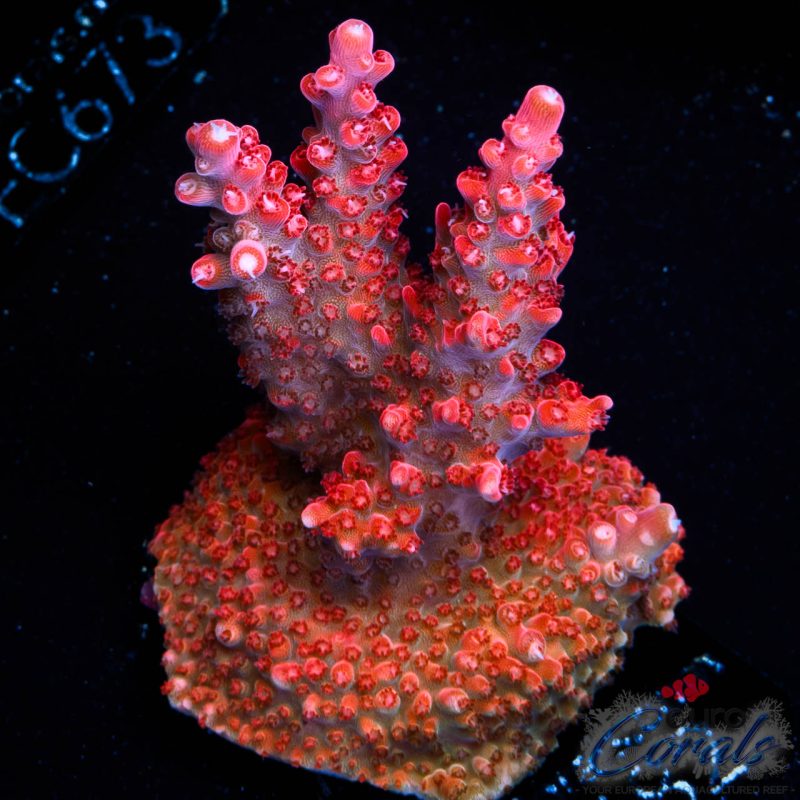 EC Red Diablo Acro