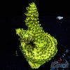 EC Radioactive Banana Acro