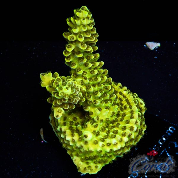 EC Radioactive Banana Acro