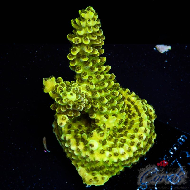 EC Radioactive Banana Acro