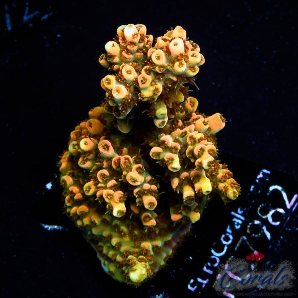 EC Cheesy Puff Table Acro NEW