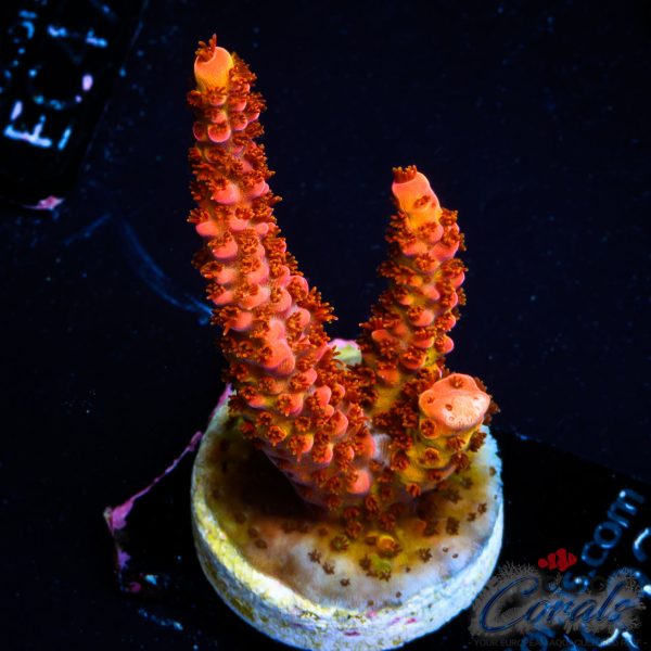 EC’s Fire Stag Acro