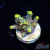 EC Akil’s Blue Flame Acro EX LIMITED