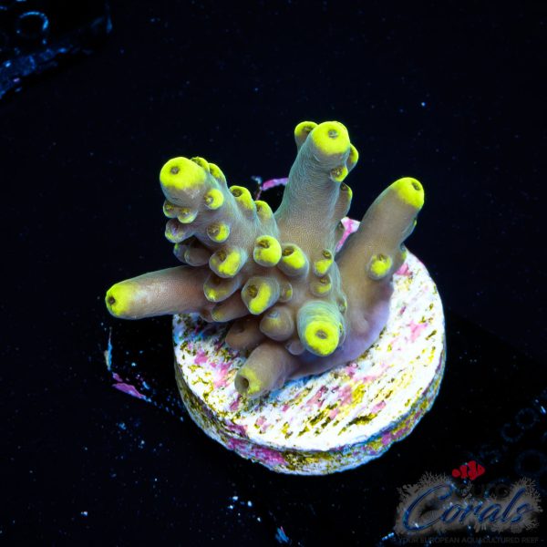 EC Akil’s Blue Flame Acro EX LIMITED