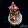 EC Pinky n D Brain Acro EX