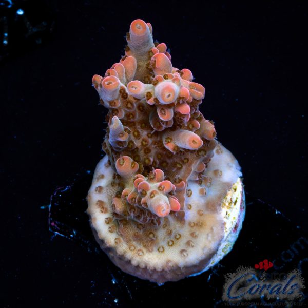 EC Pinky n D Brain Acro EX