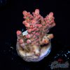 EC Pinky n D Brain Acro EX