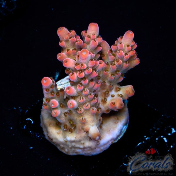 EC Pinky n D Brain Acro EX