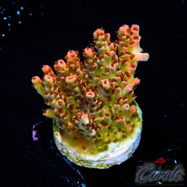 EC ForestFire Table Acro NEW