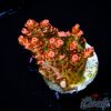 EC ForestFire Table Acro NEW