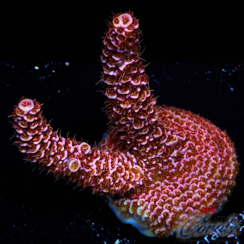 EC Angry Cupcake Acro NEW